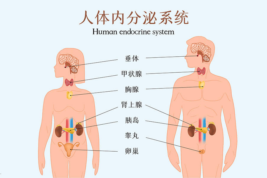 内分泌科简介